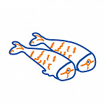 Рыба, морепродукты